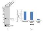 NDUFB8 Antibody in Western Blot (WB)