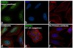 WWTR1 Antibody