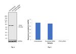 MST1 (STK4) Antibody in Western Blot (WB)