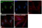 Nuclear Matrix Protein p84 Antibody in Immunocytochemistry (ICC/IF)