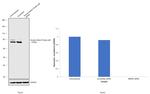 Nuclear Matrix Protein p84 Antibody