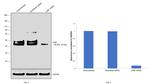 LDB1 Antibody in Western Blot (WB)