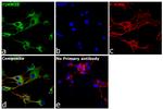 TIMM10 Antibody in Immunocytochemistry (ICC/IF)