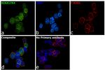 FANCI Antibody in Immunocytochemistry (ICC/IF)