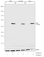 OAS2 Antibody