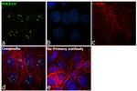 POLR1A Antibody in Immunocytochemistry (ICC/IF)