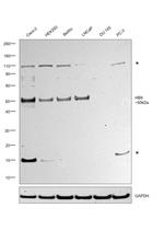HB9 Antibody in Western Blot (WB)