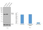 NDUFA9 Antibody in Western Blot (WB)