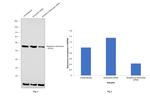 GSR Antibody in Western Blot (WB)