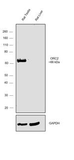 ORC2 Antibody
