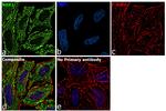 NBR1 Antibody in Immunocytochemistry (ICC/IF)