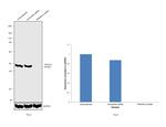 PRKAR1A Antibody