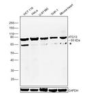 ATG13 Antibody in Western Blot (WB)