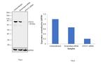 ATG13 Antibody in Western Blot (WB)