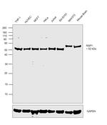 RAP1 Antibody in Western Blot (WB)