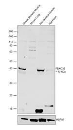 FBXO32 Antibody in Western Blot (WB)