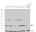 HPRT1 Antibody in Western Blot (WB)