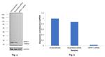 HPRT1 Antibody in Western Blot (WB)