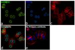 hnRNP D Antibody in Immunocytochemistry (ICC/IF)