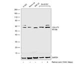 VGLUT3 Antibody