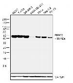 EBP50 Antibody in Western Blot (WB)