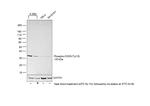 Phospho-CDK5 (Tyr15) Antibody in Western Blot (WB)