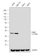 CDK6 Antibody in Western Blot (WB)