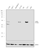 EGR1 Antibody in Western Blot (WB)