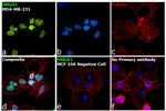 HMGA1 Antibody in Immunocytochemistry (ICC/IF)