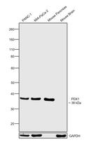 PDX1 Antibody in Western Blot (WB)