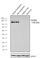 CD56 (NCAM) Antibody in Western Blot (WB)