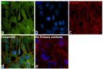 MCT1 Antibody in Immunocytochemistry (ICC/IF)