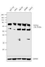 TCF7L2 Antibody in Western Blot (WB)