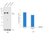 TCF7L2 Antibody in Western Blot (WB)