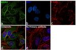 ROCK2 Antibody in Immunocytochemistry (ICC/IF)