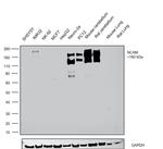 CD56 (NCAM) Antibody in Western Blot (WB)