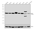 NUP62 Antibody in Western Blot (WB)