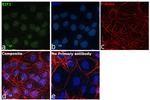 RIF1 Antibody in Immunocytochemistry (ICC/IF)