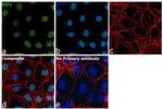 RIF1 Antibody in Immunocytochemistry (ICC/IF)