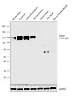 HCN1 Antibody