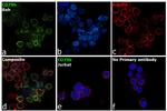 CD79b Antibody in Immunocytochemistry (ICC/IF)