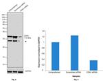 CDK4 Antibody in Western Blot (WB)