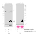 CXCL2 Antibody in Western Blot (WB)