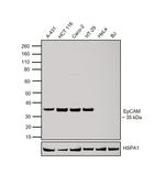 EpCAM (CD326) Antibody