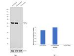 Flotillin 2 Antibody