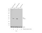 IDO Antibody in Western Blot (WB)