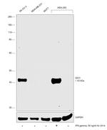 IDO Antibody in Western Blot (WB)