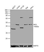 IRF2 Antibody in Western Blot (WB)