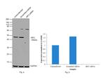 IRF2 Antibody in Western Blot (WB)