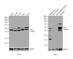 IRF2 Antibody in Western Blot (WB)